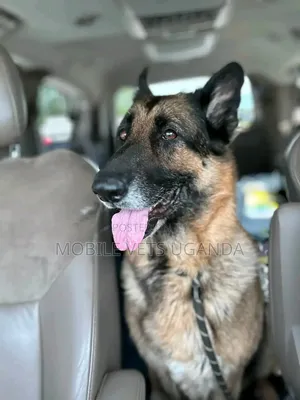 6-12 months Female Purebred German Shepherd