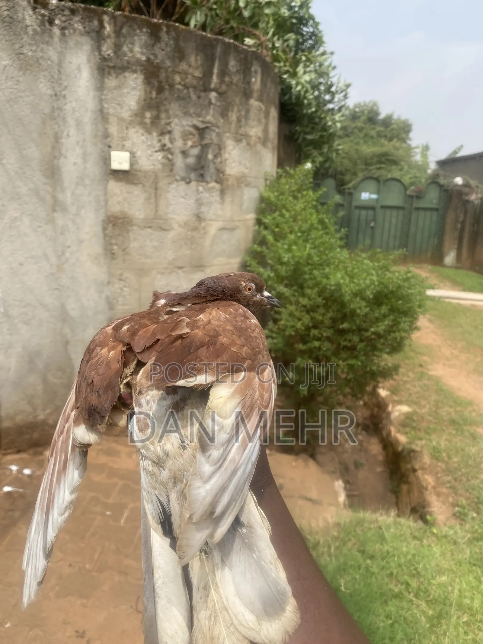 Local Pigeons