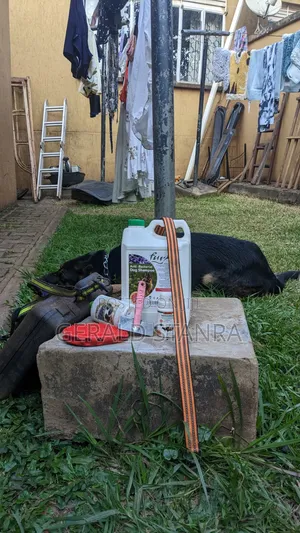 Dog Grooming