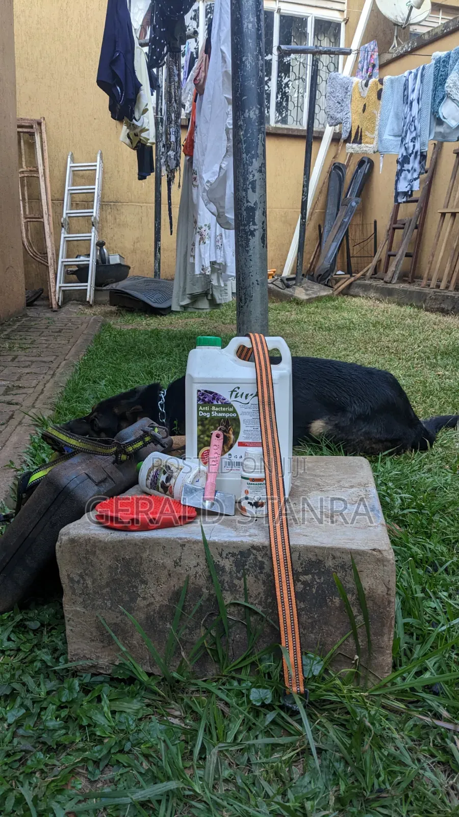 Dog Grooming