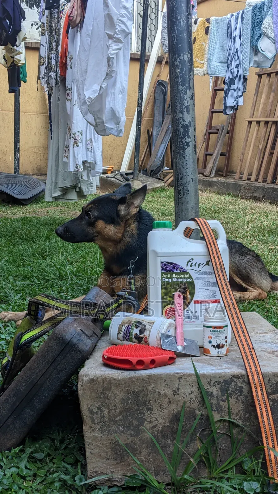 Dog Grooming