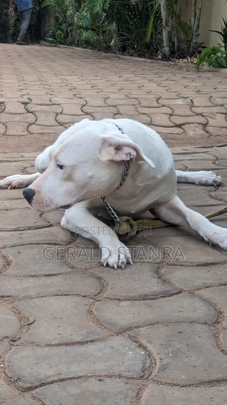 6-12 months Female Purebred Dogo Argentino
