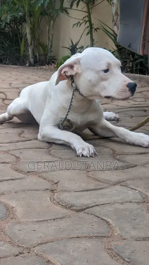 6-12 months Female Purebred Dogo Argentino