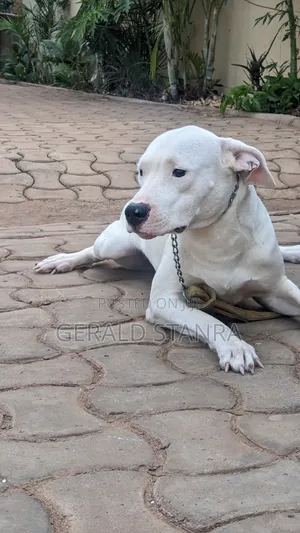 6-12 months Female Purebred Dogo Argentino