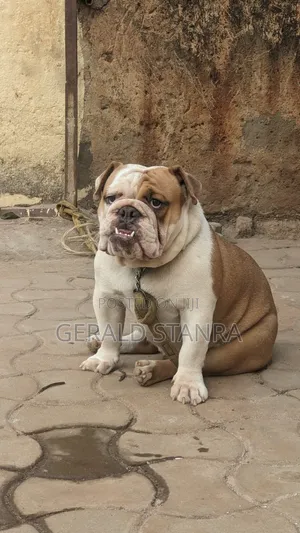 Dog Care and Keeping