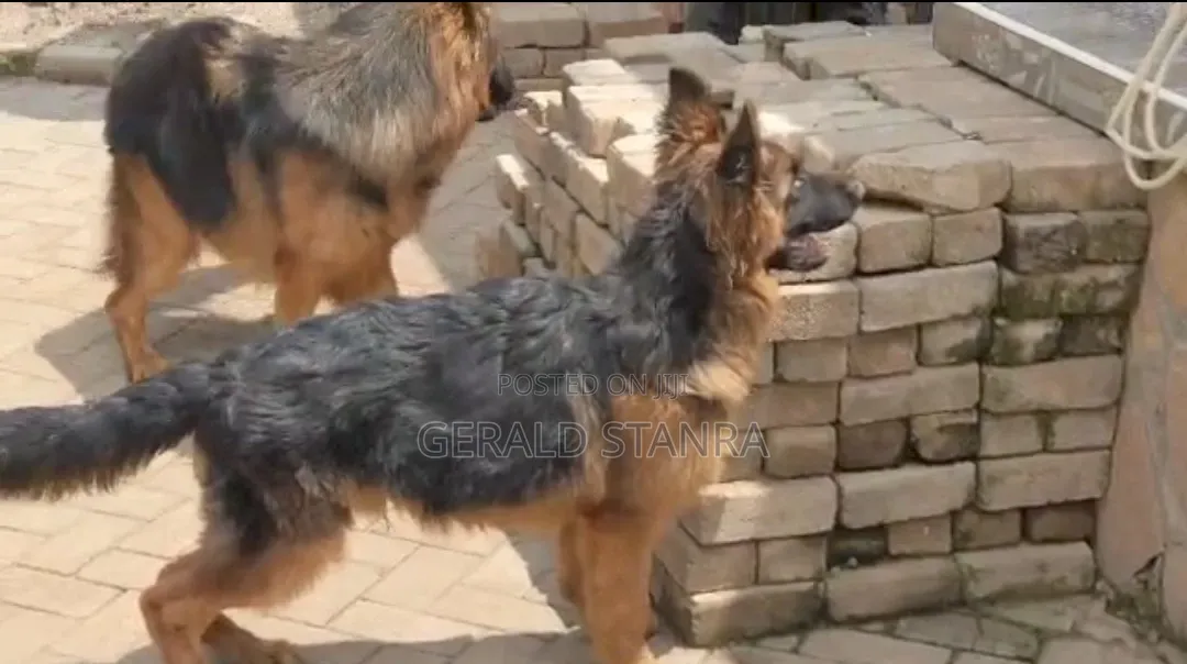 3-6 months Female Purebred German Shepherd