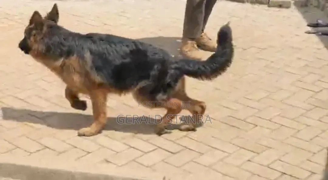 3-6 months Female Purebred German Shepherd