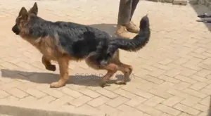 3-6 months Female Purebred German Shepherd