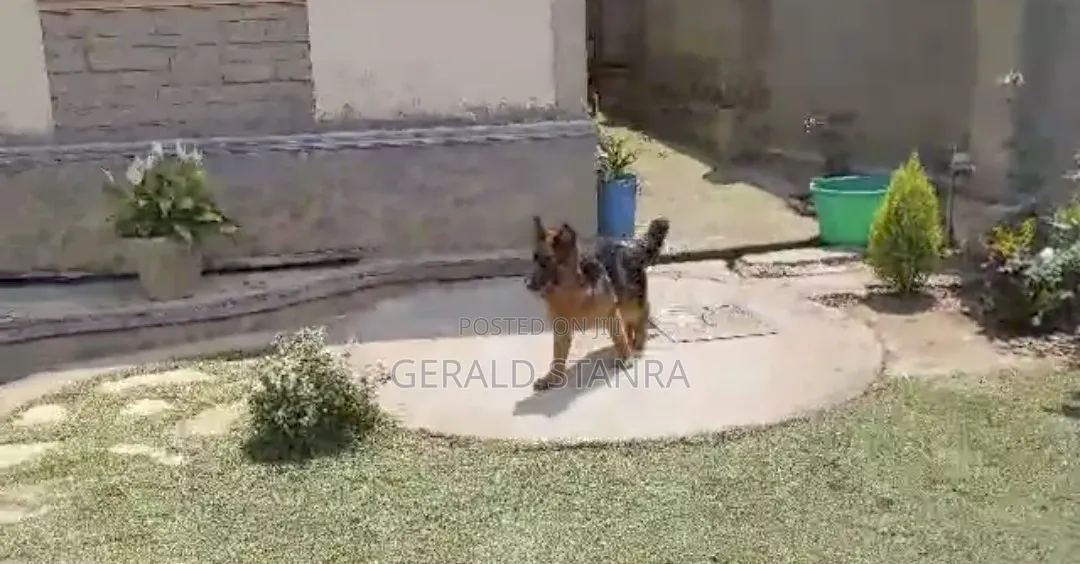 3-6 months Female Purebred German Shepherd