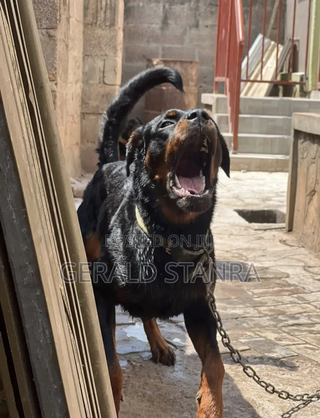 Dog Training