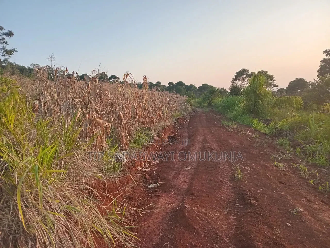 Land in Kyagwe for Sale