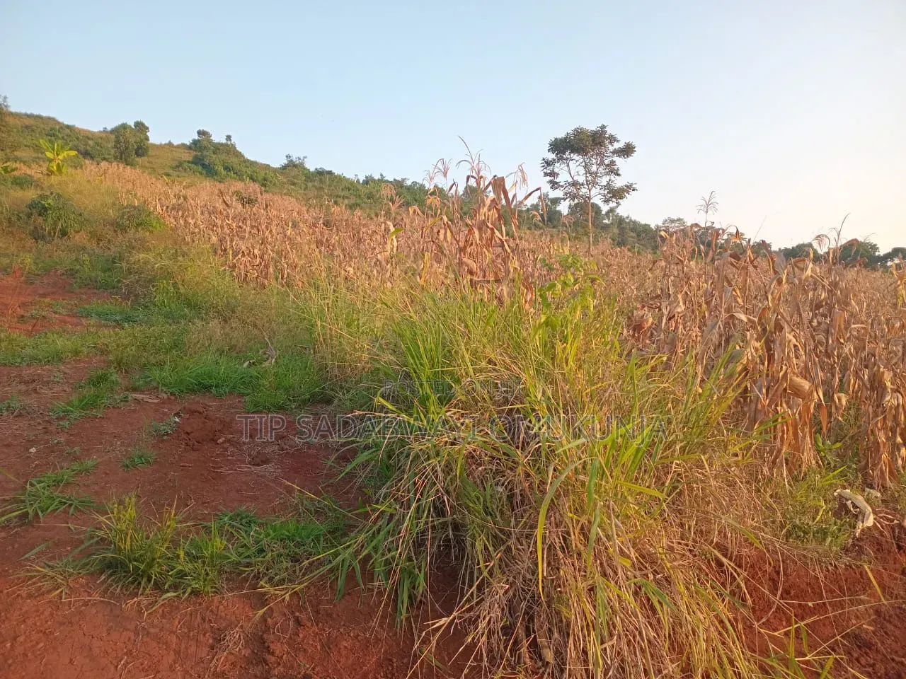 Land in Kyagwe for Sale