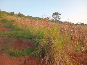 Land in Kyagwe for Sale