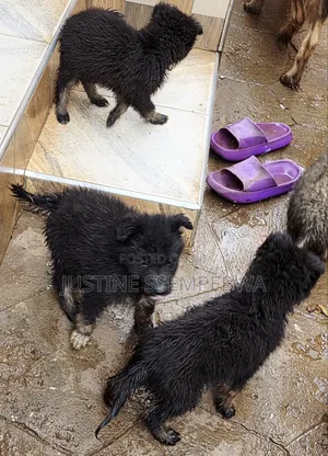 1-3 months Female Purebred German Shepherd