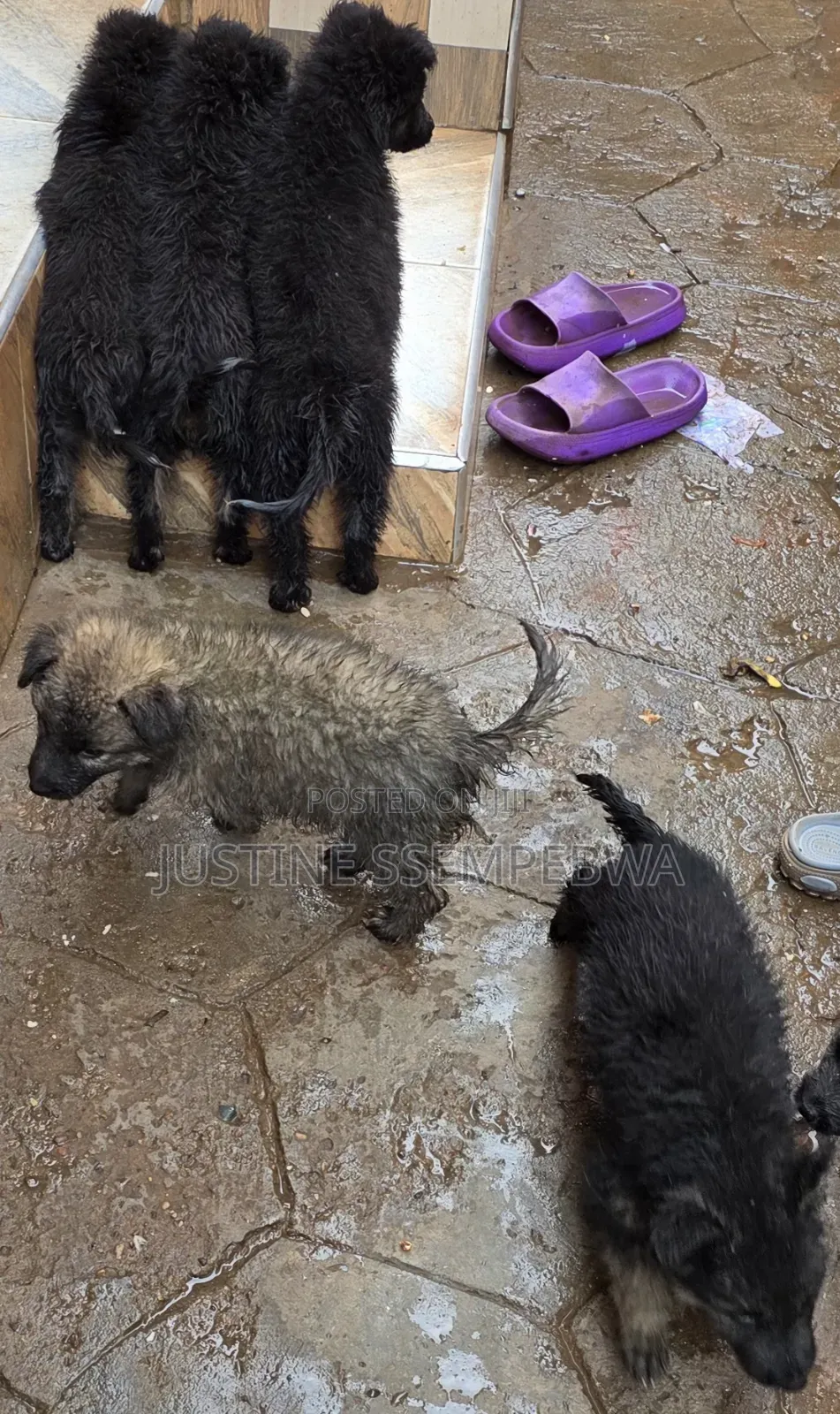 1-3 months Female Purebred German Shepherd
