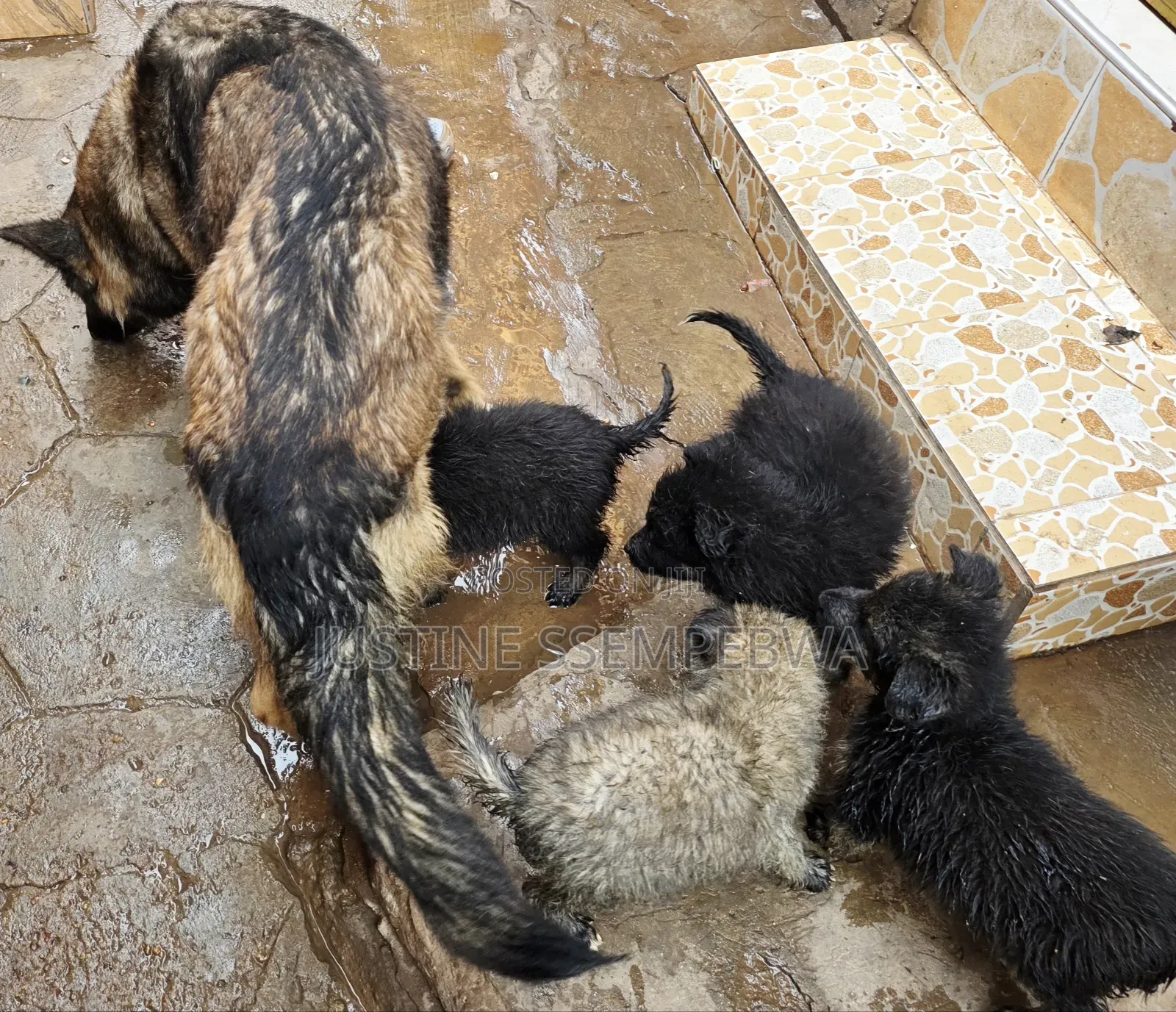1-3 months Female Purebred German Shepherd