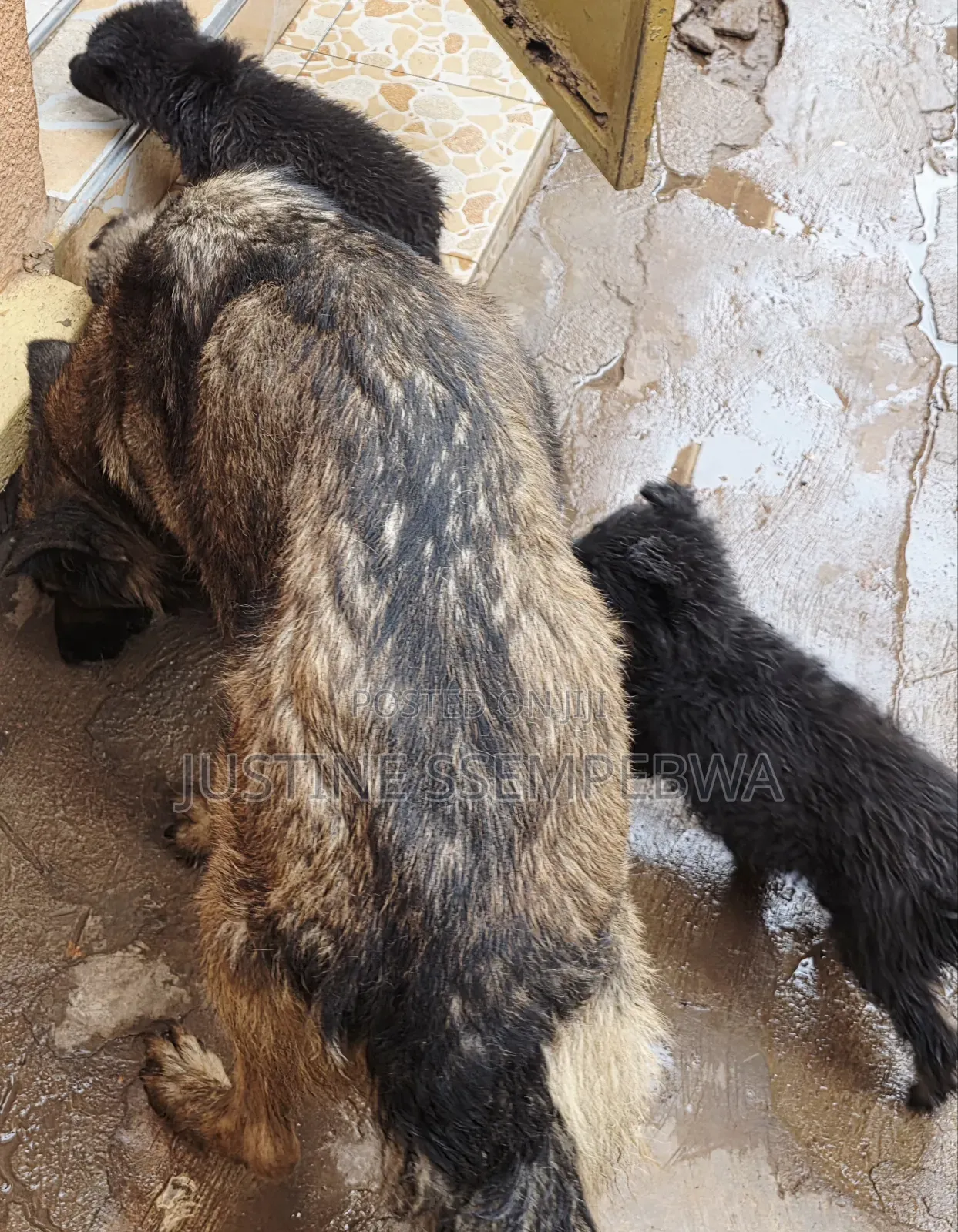 1-3 months Female Purebred German Shepherd