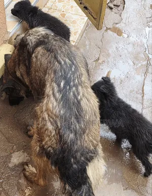 1-3 months Female Purebred German Shepherd