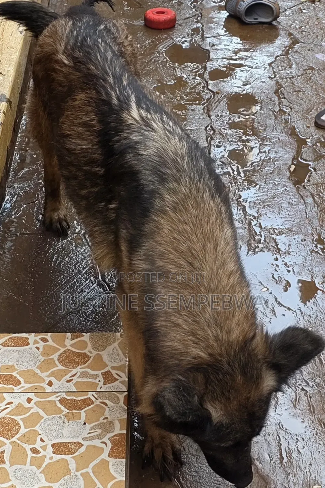 1-3 months Female Purebred German Shepherd