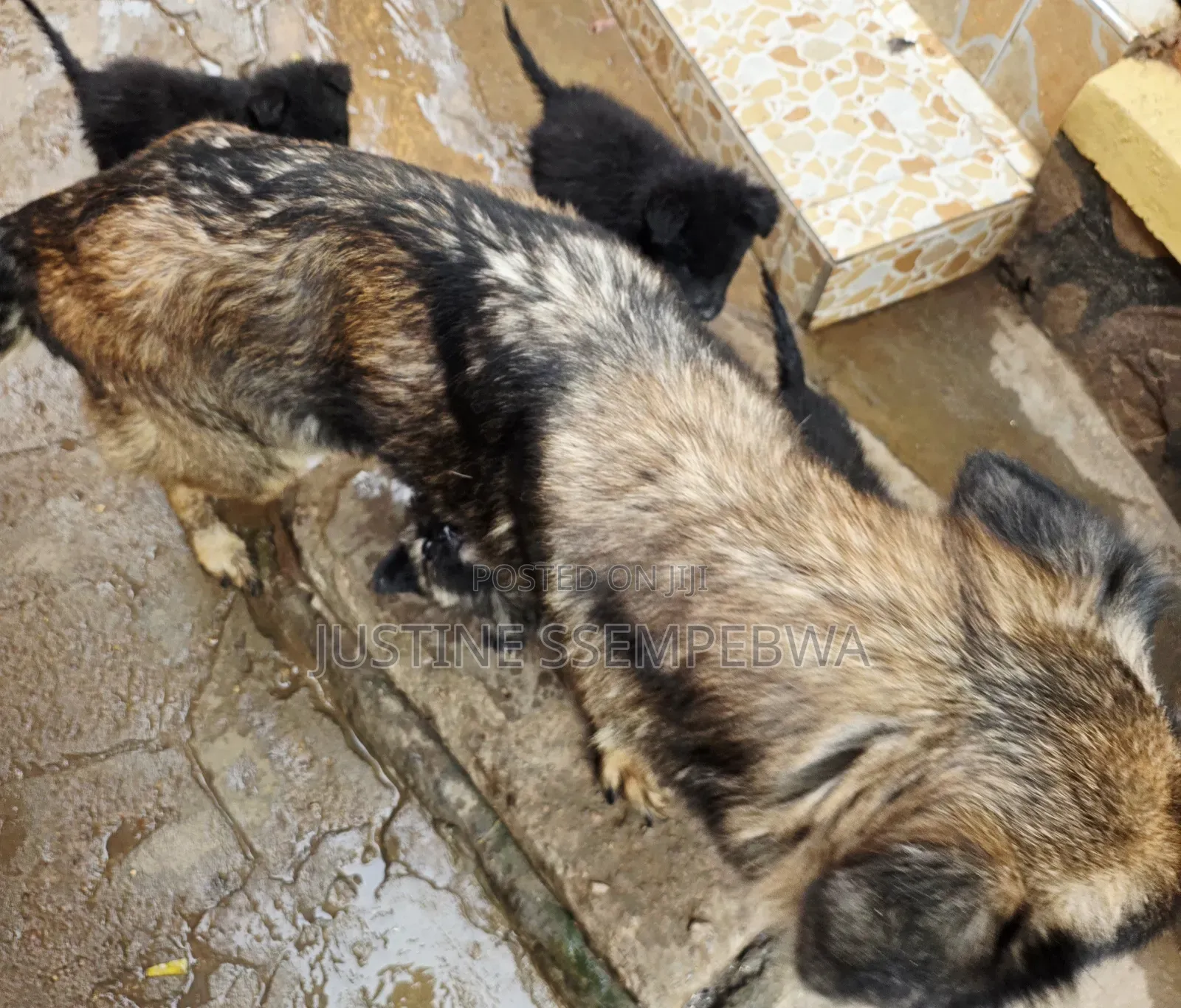 1-3 months Female Purebred German Shepherd