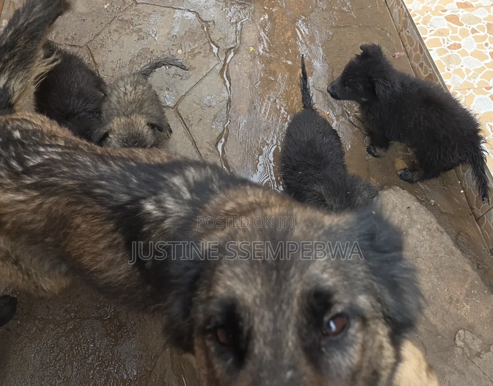 1-3 months Female Purebred German Shepherd
