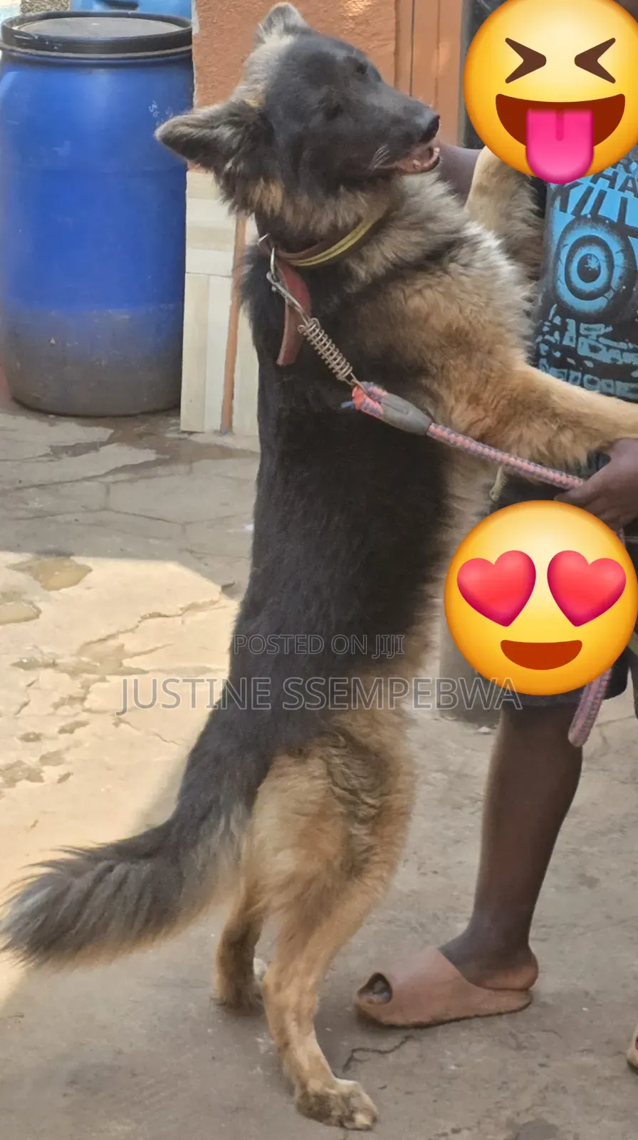 1-3 months Female Purebred German Shepherd