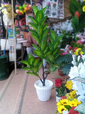 Corner, Office, Reception Plant