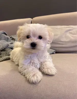 6-12 months Female Purebred Maltese