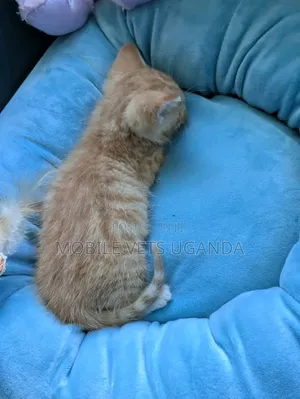 1-3 months Male Purebred American Shorthair