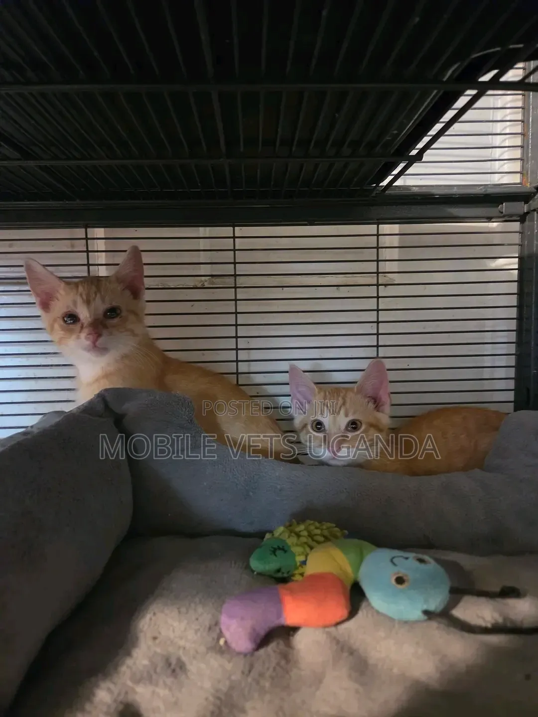 0-1 month Male Purebred Bombay
