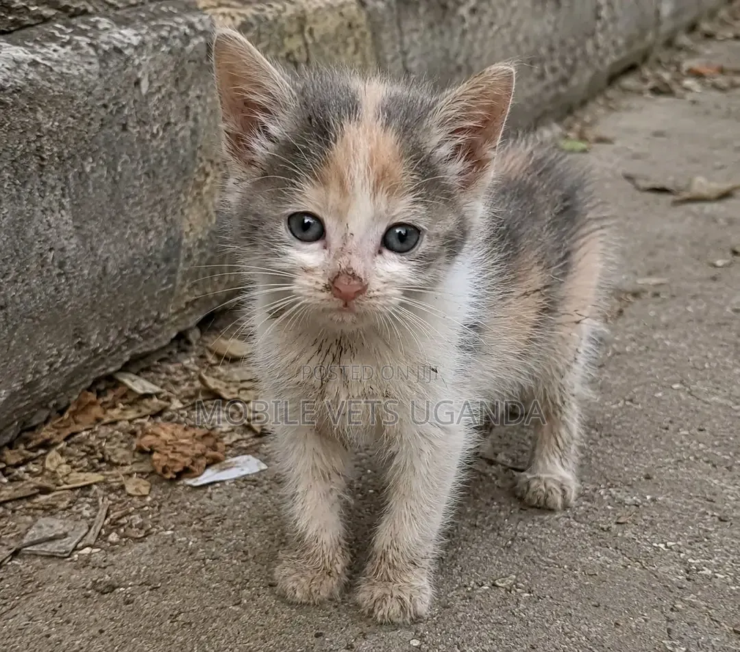 1-3 months Female Purebred American Curl