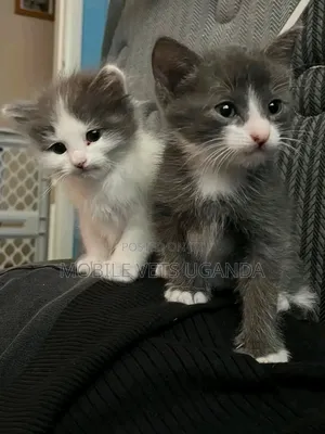 0-1 month Male Purebred American Curl