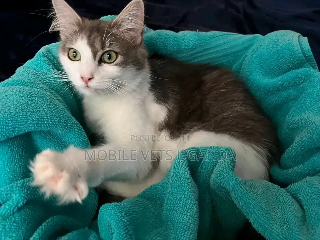 1-3 months Male Purebred Bengal