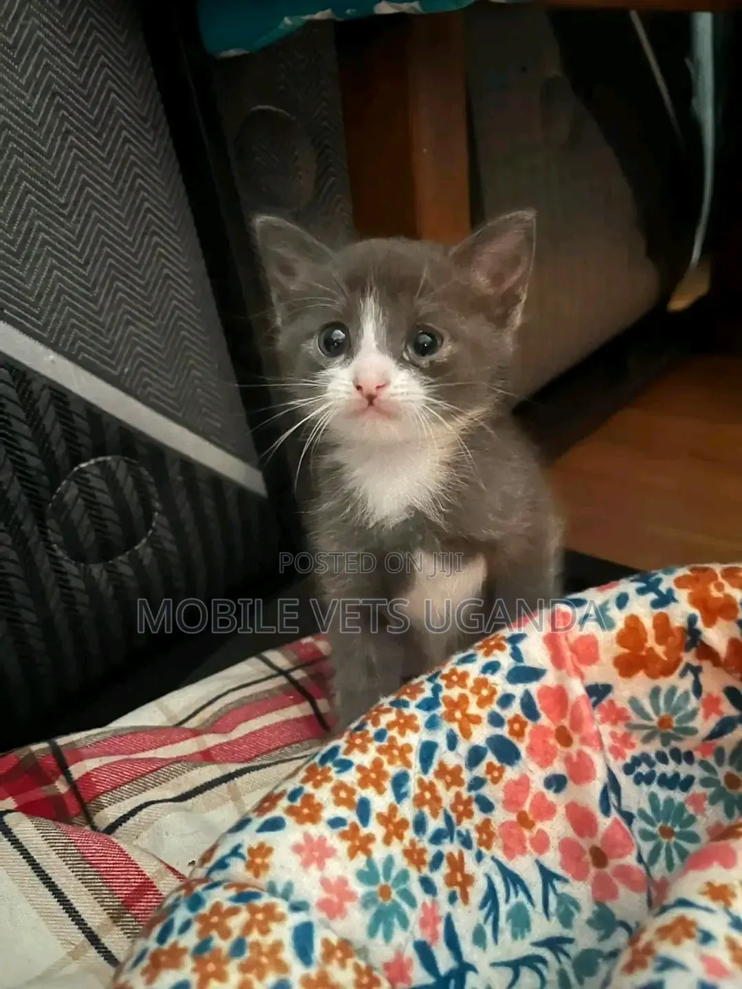 1-3 months Male Purebred Bombay