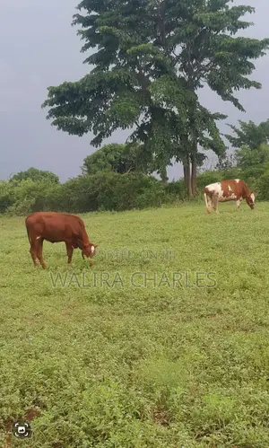 Charles Farm