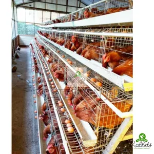 Metallic Chicken Cages