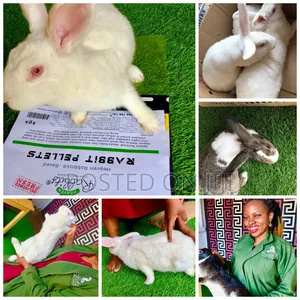 Exotic Commercial Rabbits