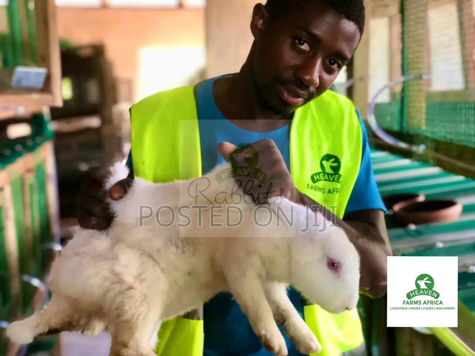Exotic Commercial Rabbits