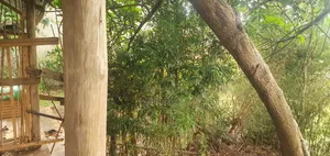 Bamba Kitagobya
