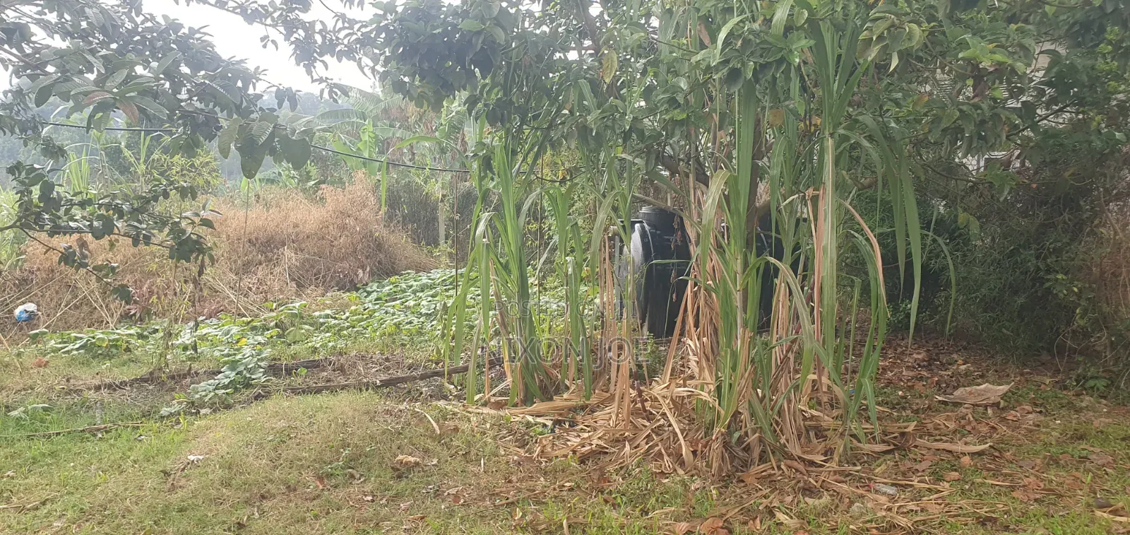Bamba Kitagobya