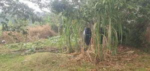 Bamba Kitagobya