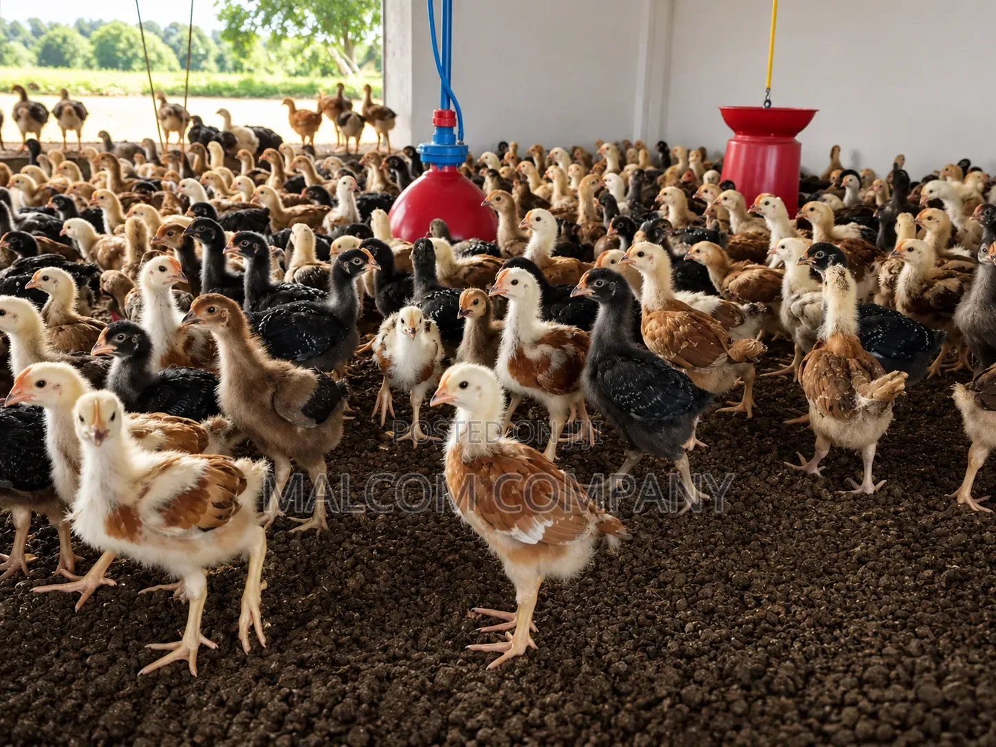 Fast Growing Kroilers 3 Weeks