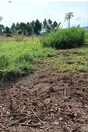 3Plots for Sale in Kasanjje Ziba