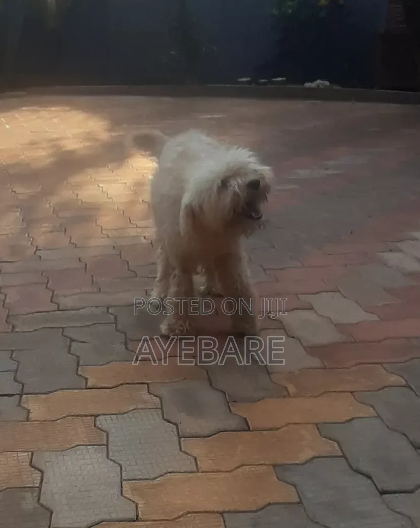 1+ year Male Purebred Goldendoodle