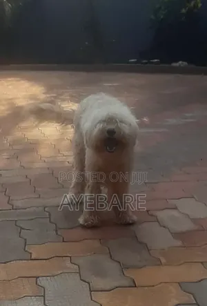 1+ year Male Purebred Goldendoodle