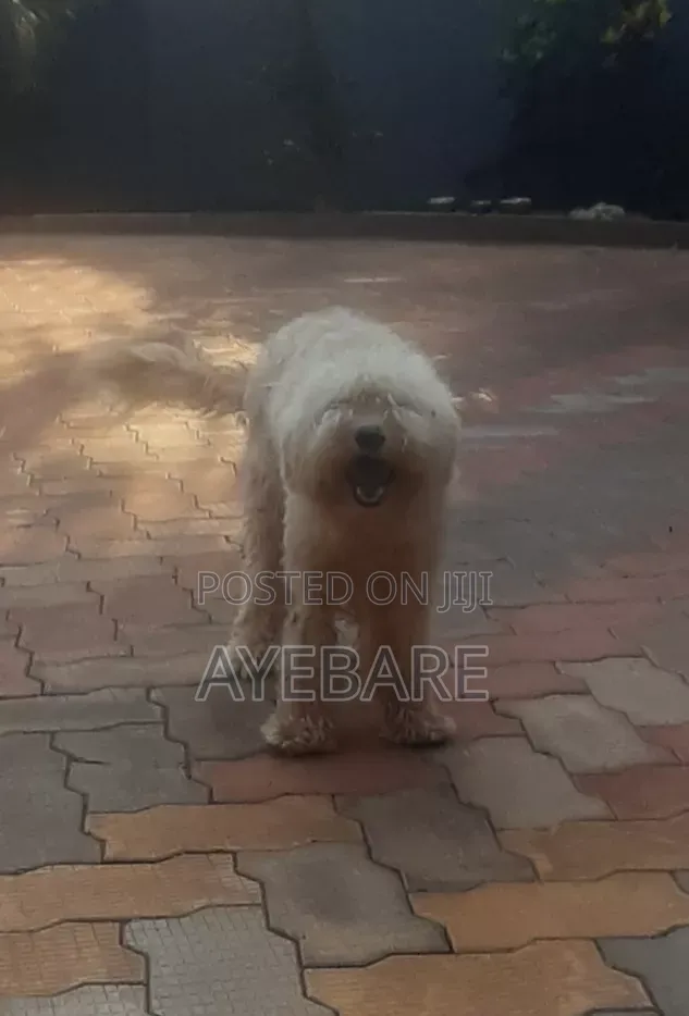 1+ year Male Purebred Goldendoodle