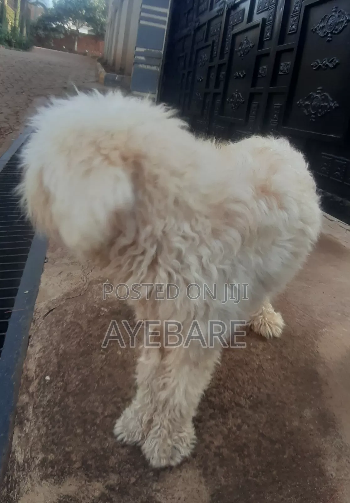 1+ year Male Purebred Goldendoodle