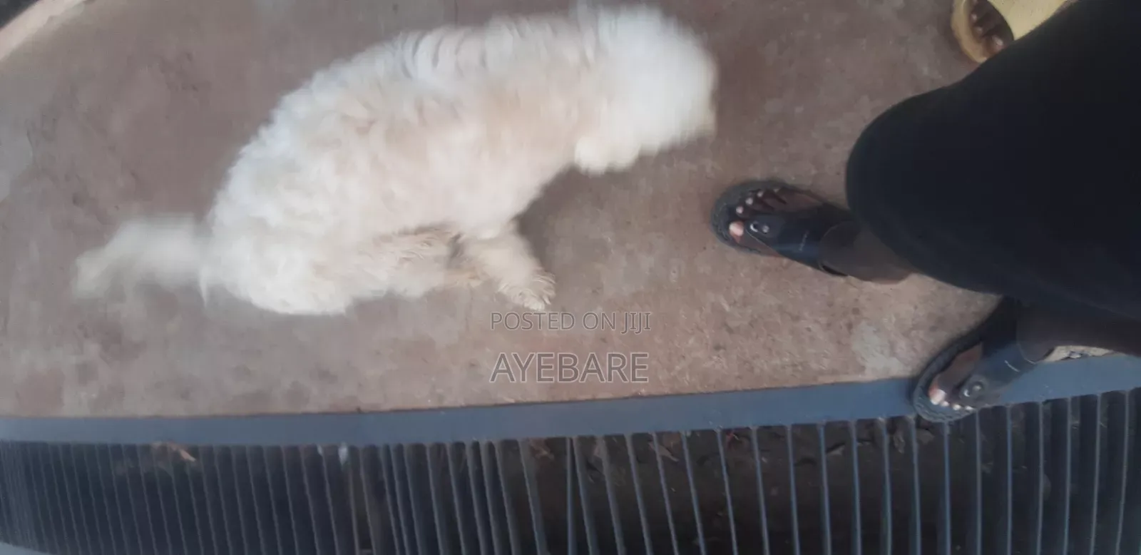 1+ year Male Purebred Goldendoodle
