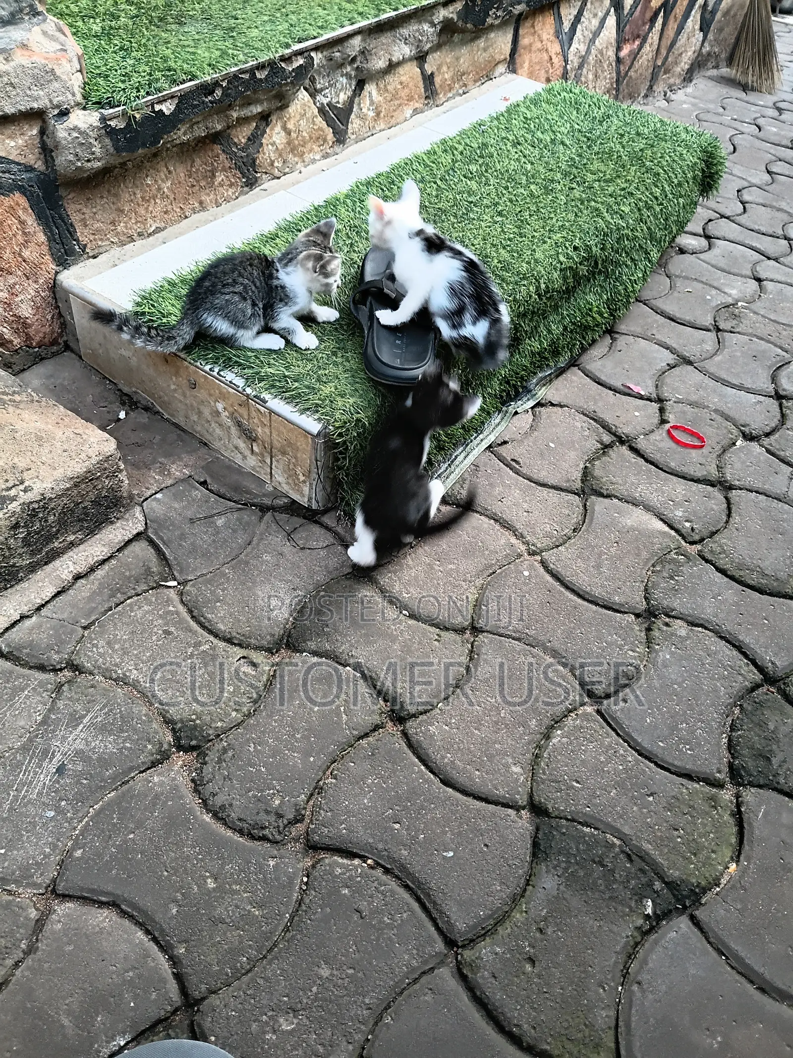 1-3 months Male Mixed Breed Exotic