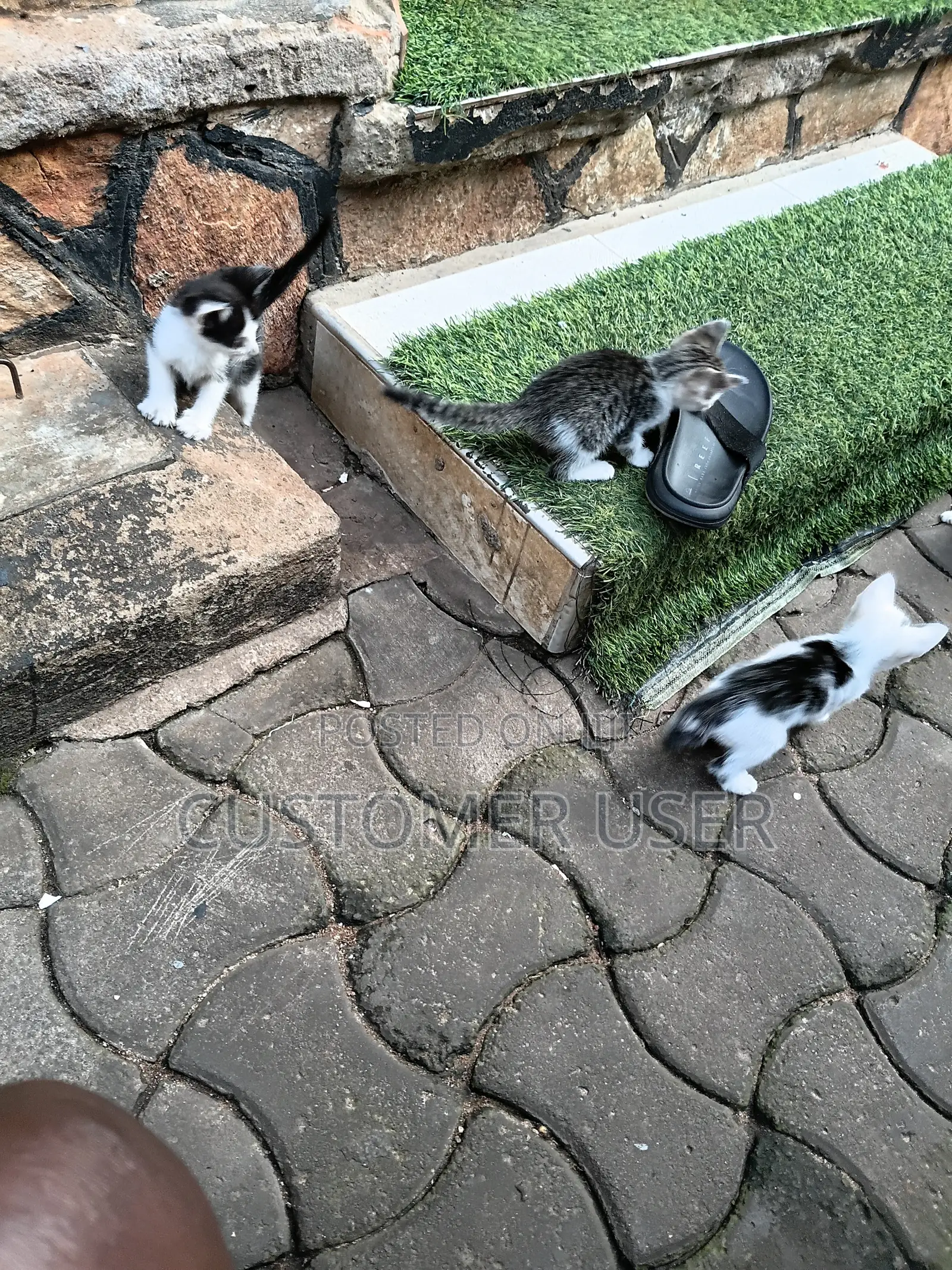 1-3 months Male Mixed Breed Exotic
